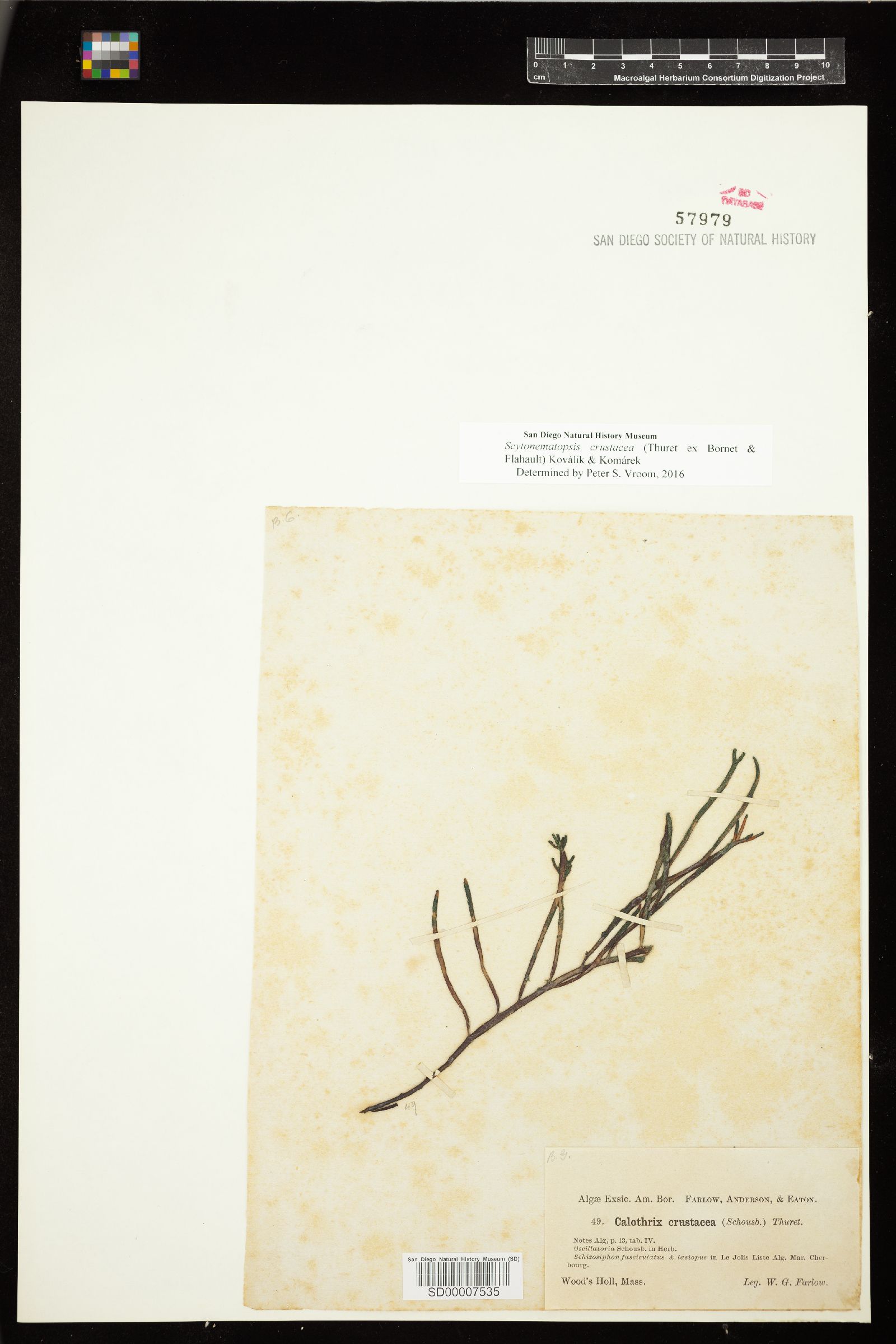 Scytonemataceae image