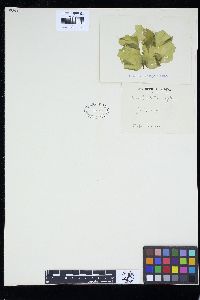 Ulva australis image