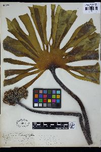 Laminaria digitata image