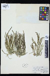 Caulerpa brownii image