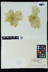 Monostroma crepidinium image