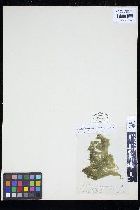 Rhizoclonium tortuosum image