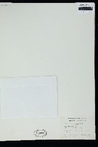 Ahnfeltiopsis serenei image