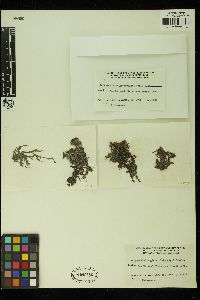 Tolypiocladia glomerulata image