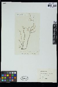 Cladosiphon contortus image
