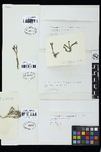 Codium fragile subsp. atlanticum image