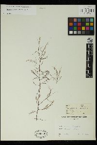 Desmarestia menziesii image