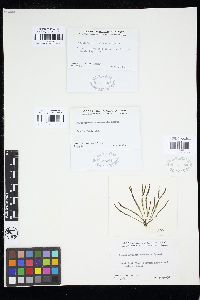 Pseudobryopsis oahuensis image