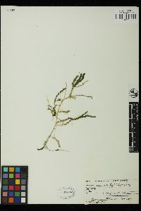 Caulerpa lentillifera image