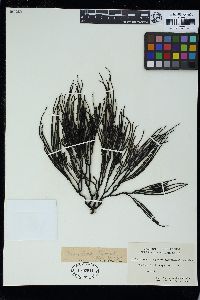 Bifurcariopsis capensis image