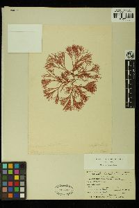 Sebdenia dichotoma image