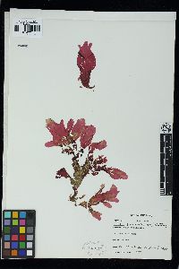 Phycodrys quercifolia image