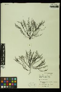 Streblocladia spicata image