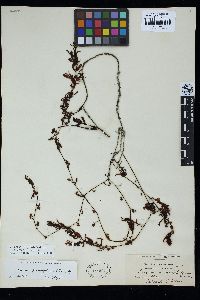 Sargassum graminifolium image