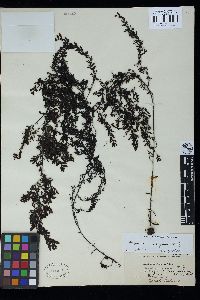 Sargassum myriocystum image