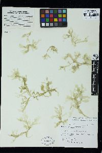 Phyllophora ahnfeltioides image