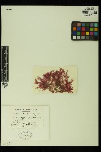 Tokidaea chilkatensis image