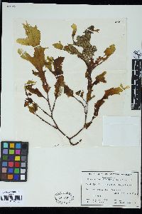 Myriodesma quercifolium image