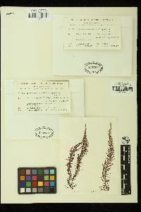 Helminthora australis image