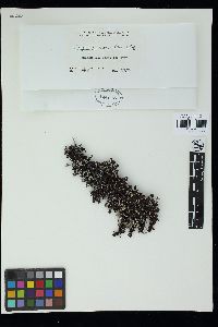 Sargassum polyphyllum image