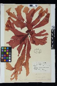 Kallymenia schizophylla image