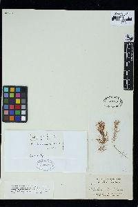 Neosiphonia gorgoniae image