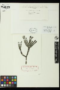 Codium fragile subsp. novae-zelandiae image