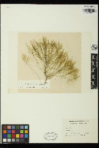 Bryopsis plumosa image