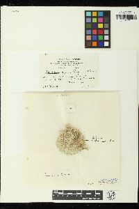 Acetabularia caliculus image