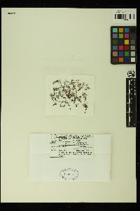 Tolypiocladia glomerulata image