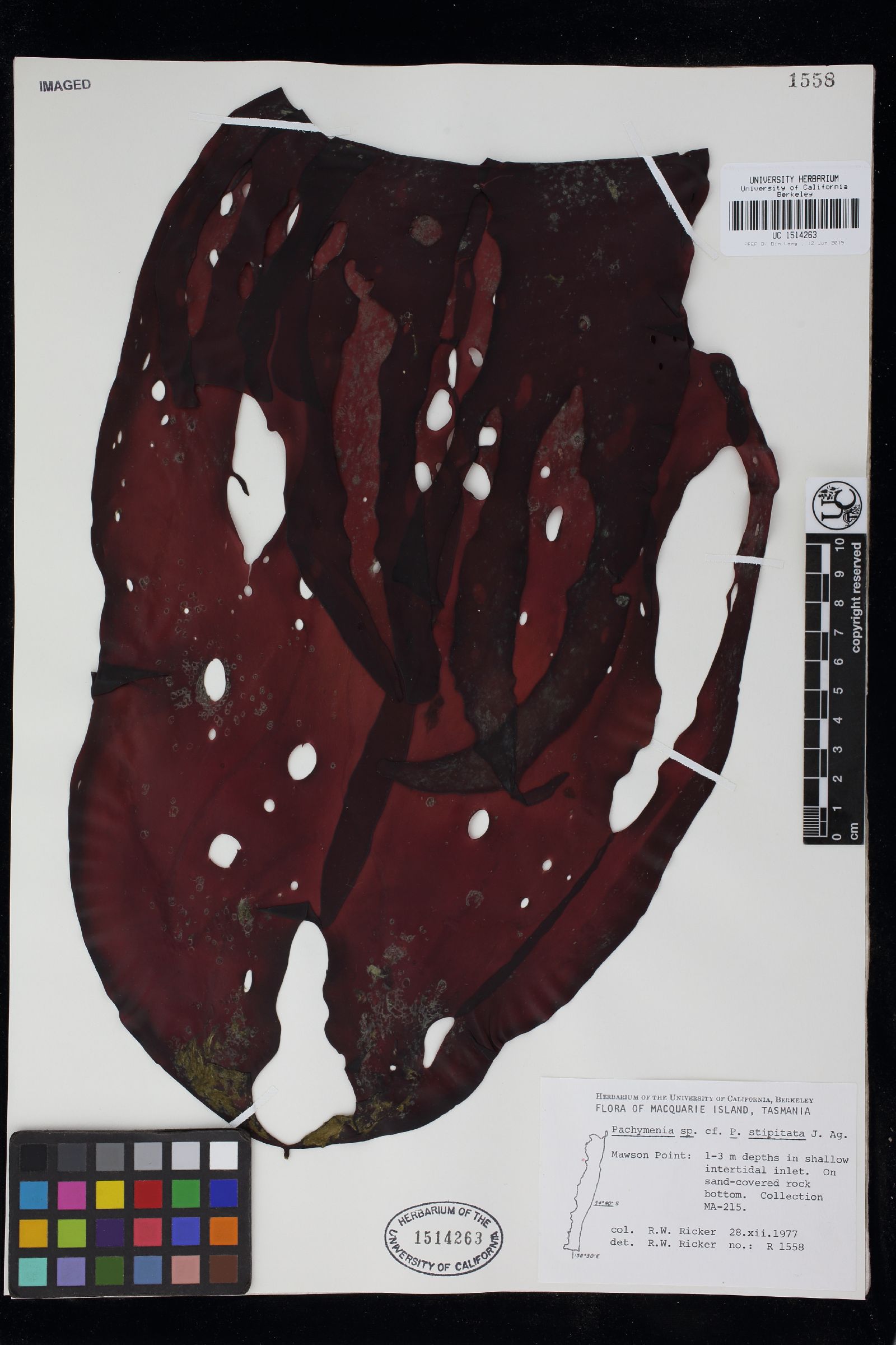 Pachymenia orbicularis image