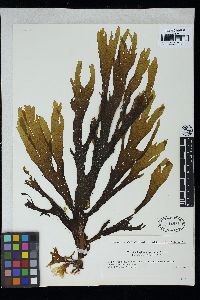 Dictyopteris pacifica image