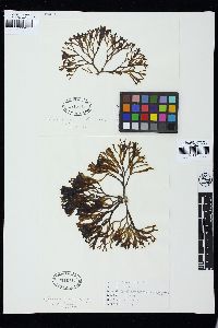 Codium inerme image