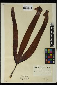 Laminaria pallida image