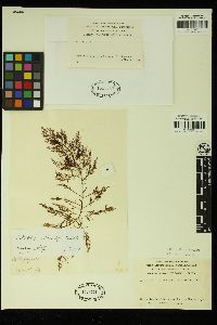 Callophycus tridentifer image