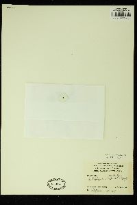 Callophycus tridentifer image