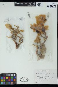 Codiophyllum flabelliforme image