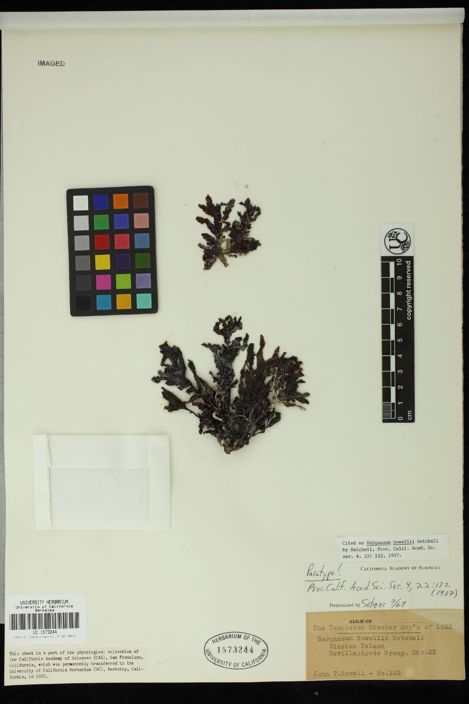 Sargassum howellii image