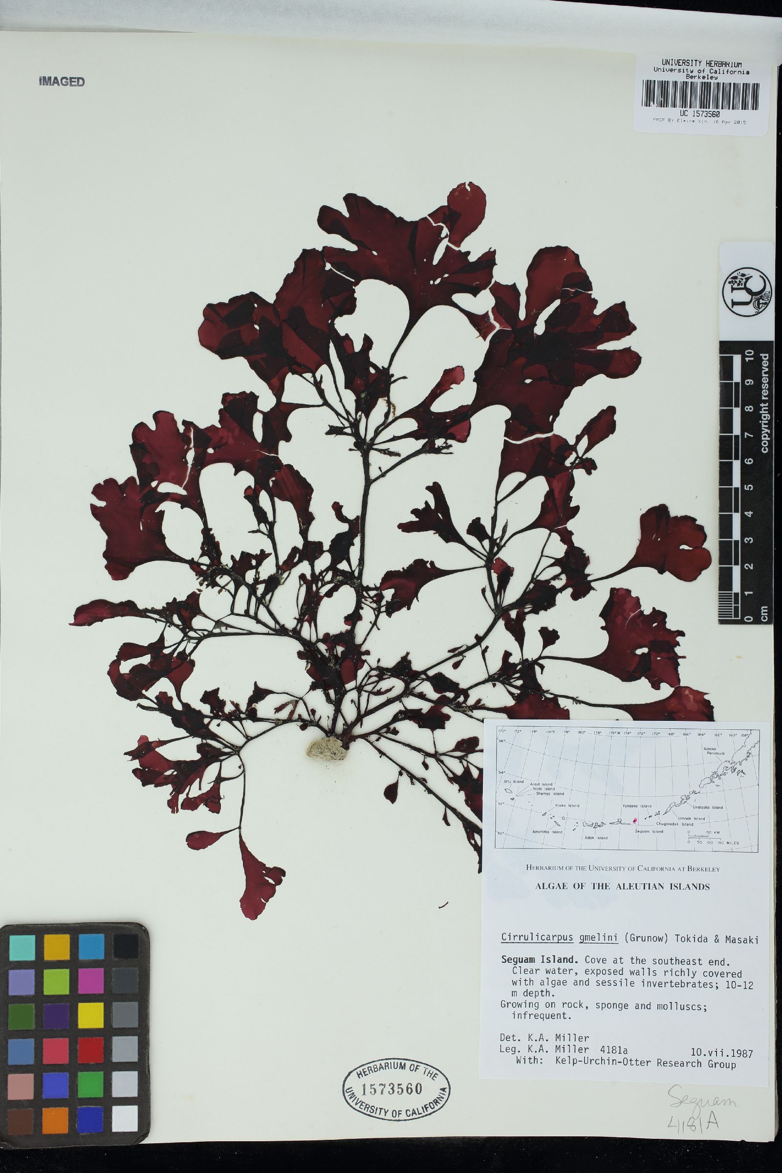Cirrulicarpus gmelinii image