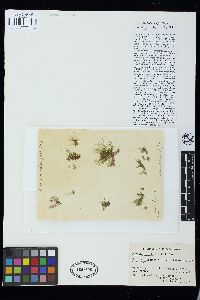Image of Derbesia prolifica