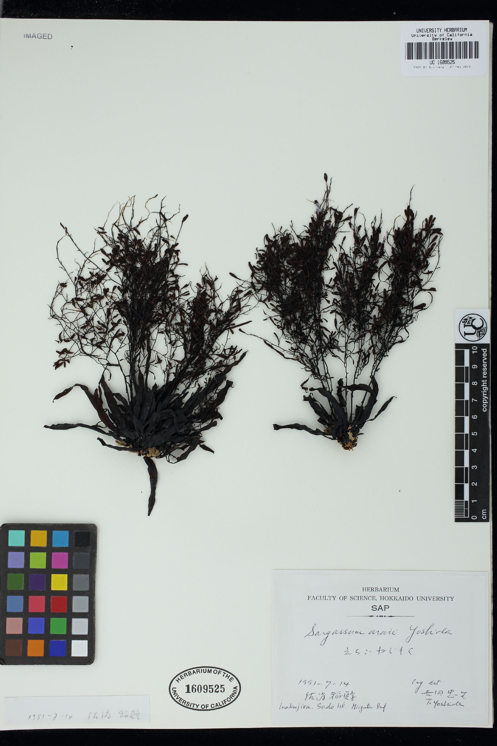 Sargassum araii image