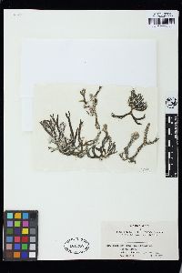 Codium cuneatum image