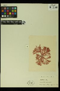 Sebdenia dichotoma image