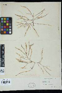 Cordylecladia erecta image