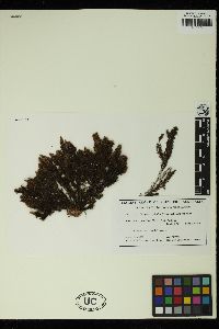 Halopteris paniculata image