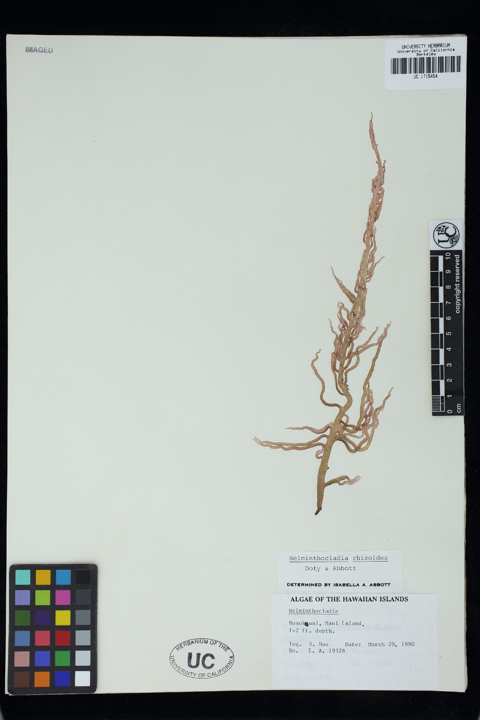 Helminthocladia rhizoidea image