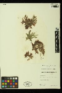 Griffithsia subcylindrica image