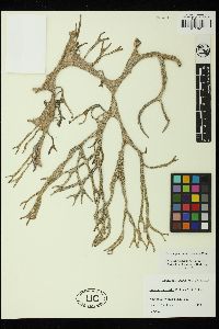 Codium platyclados image