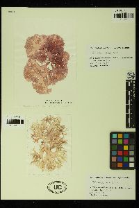 Titanophora palmata image