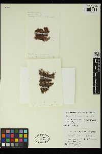 Image of Bostrychia kelanensis